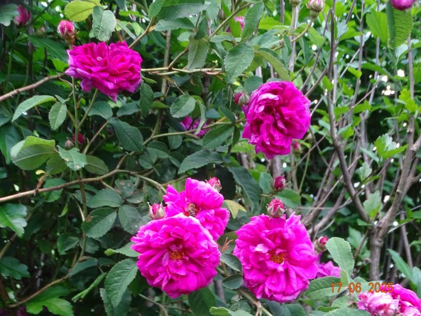  - Trandafiri 2025 2