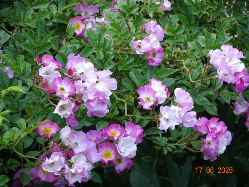  - Trandafiri 2025 2