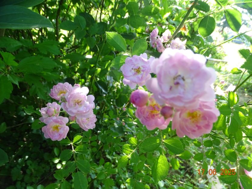  - Trandafiri 2025 2