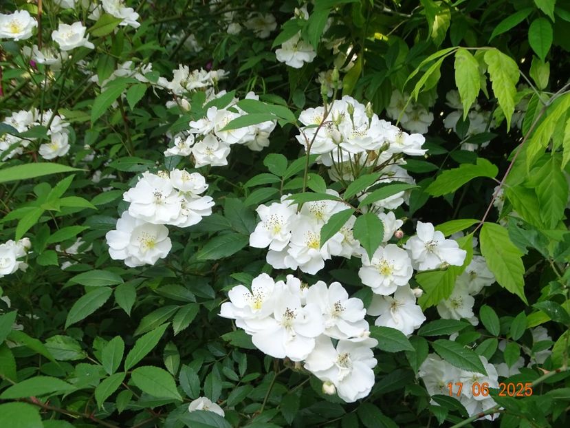  - Trandafiri 2025 2