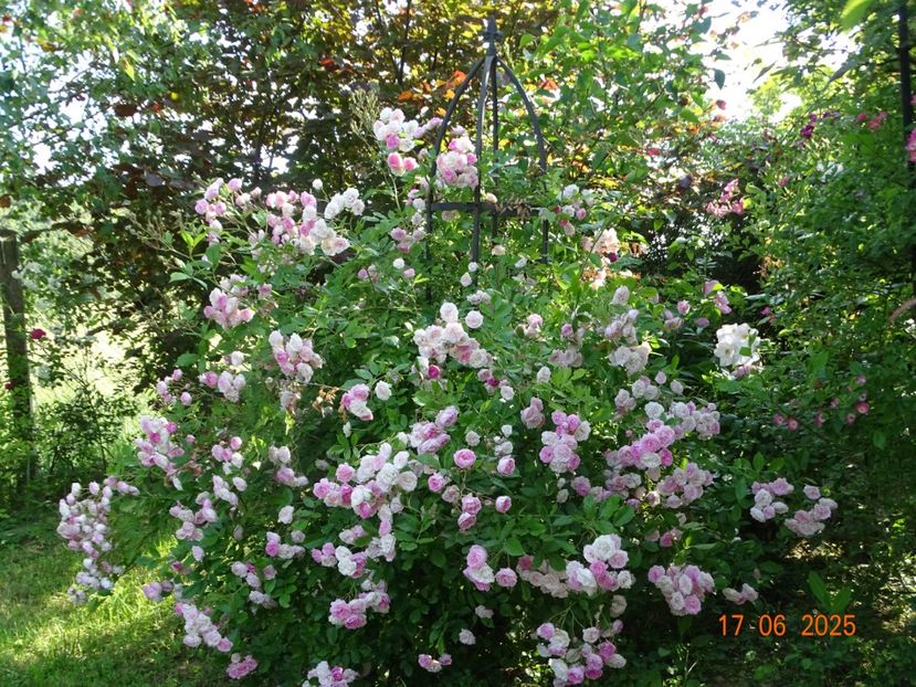  - Trandafiri 2025 2