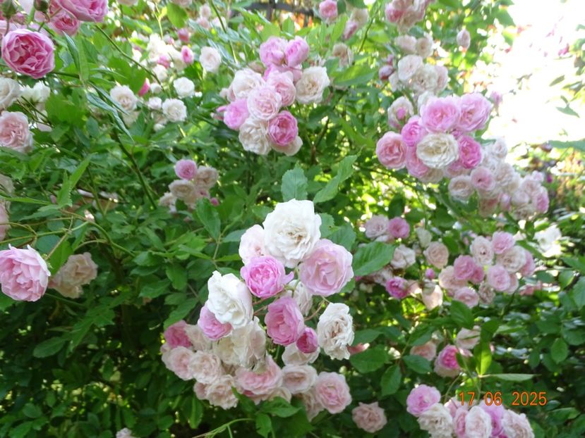  - Trandafiri 2025 2