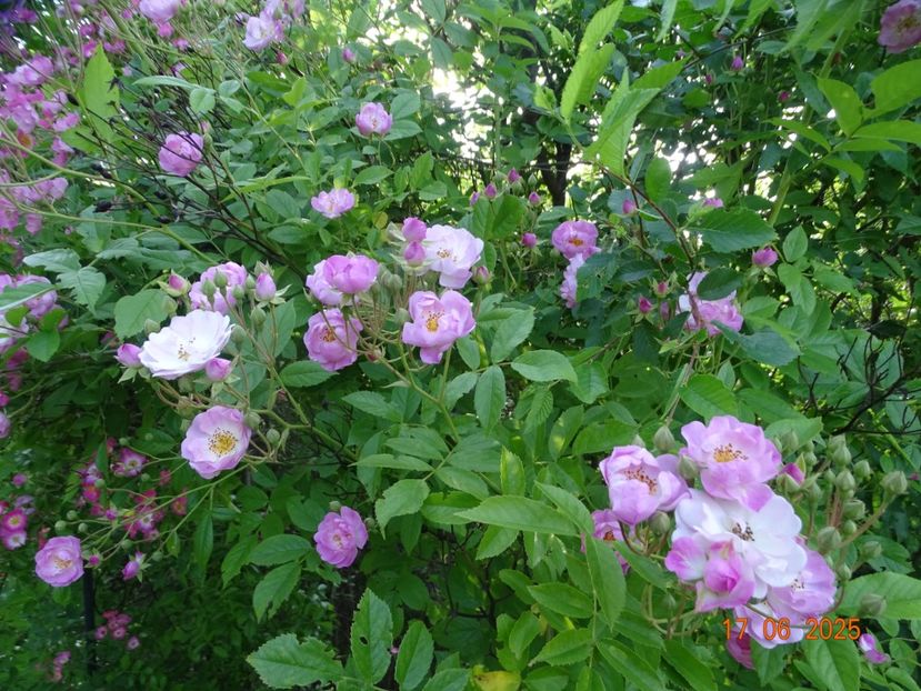  - Trandafiri 2025 2