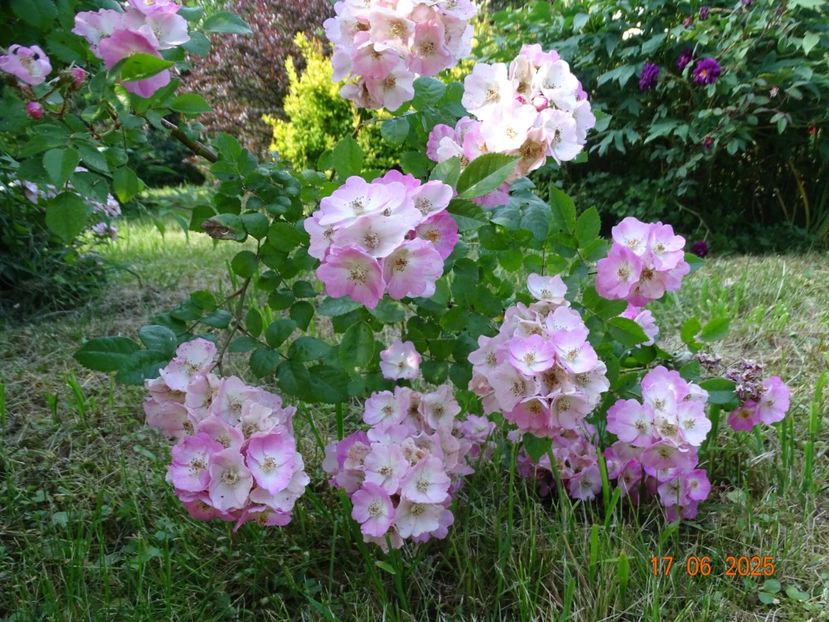 - Trandafiri 2025 2