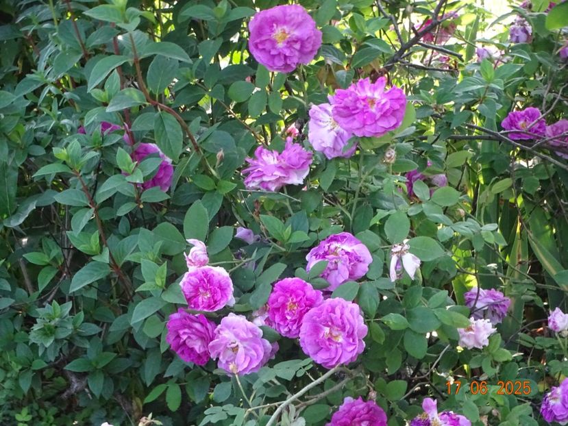  - Trandafiri 2025 2