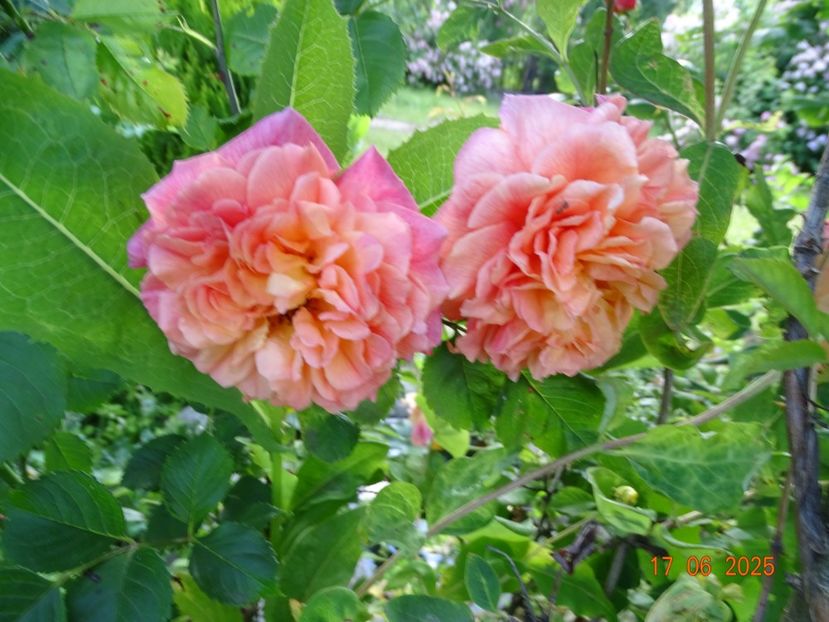  - Trandafiri 2025 2