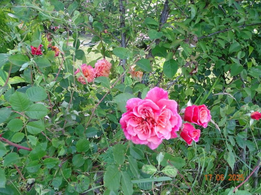  - Trandafiri 2025 2
