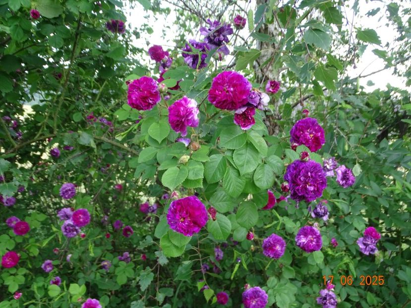  - Trandafiri 2025 2
