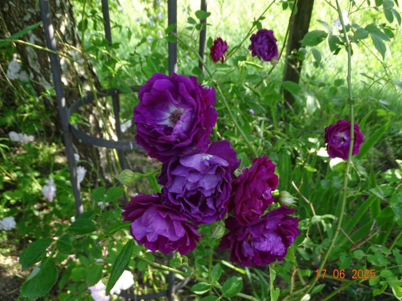 - Trandafiri 2025 2