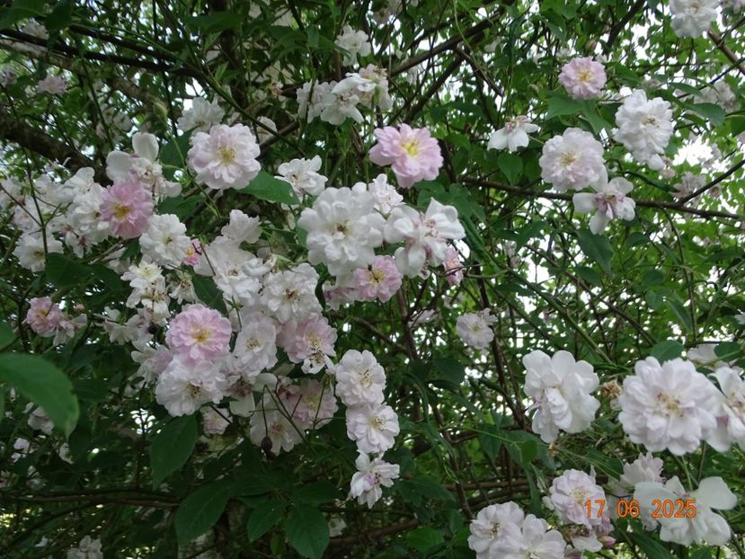 - Trandafiri 2025 2