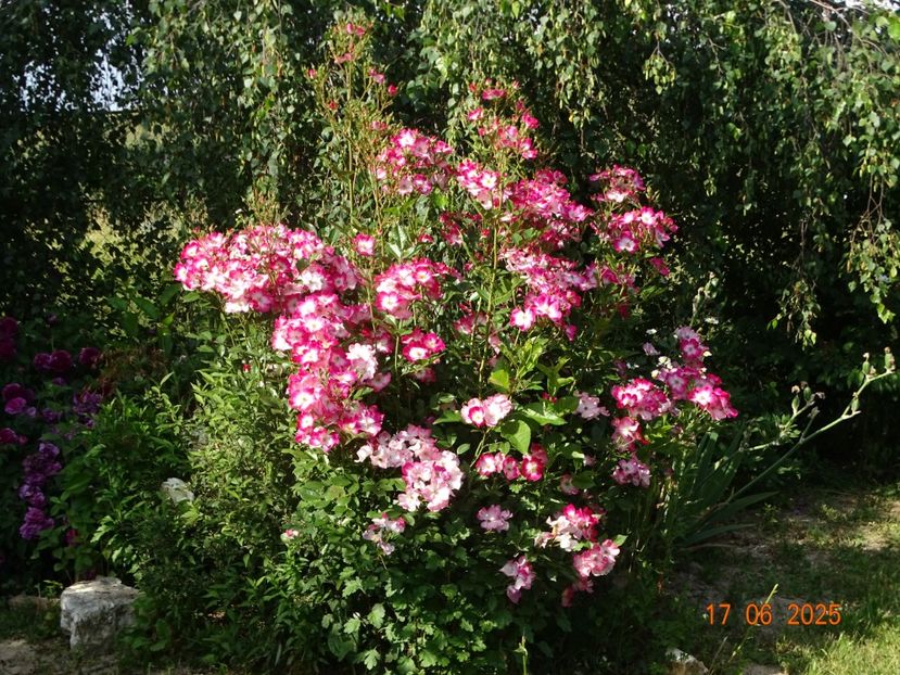  - Trandafiri 2025 2
