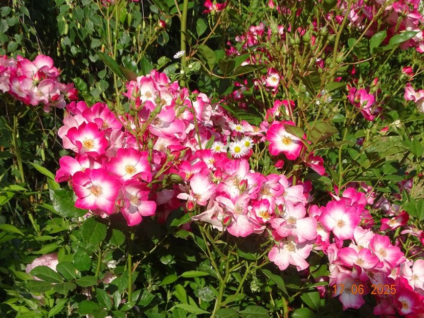  - Trandafiri 2025 2