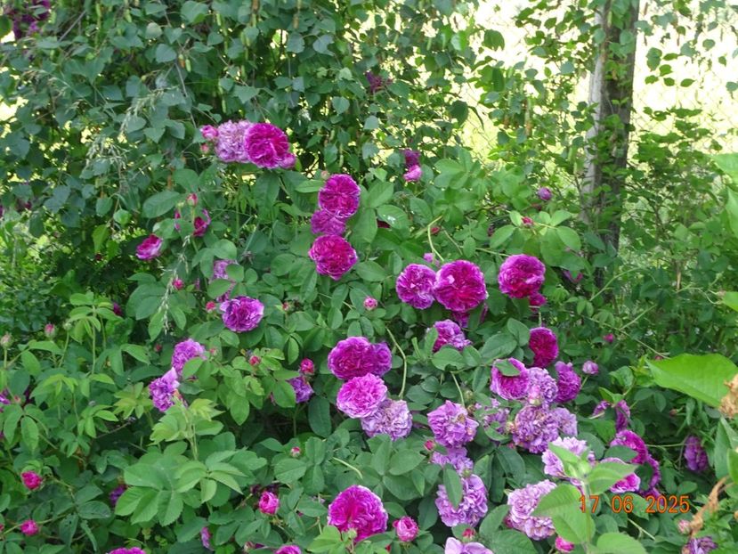  - Trandafiri 2025 2