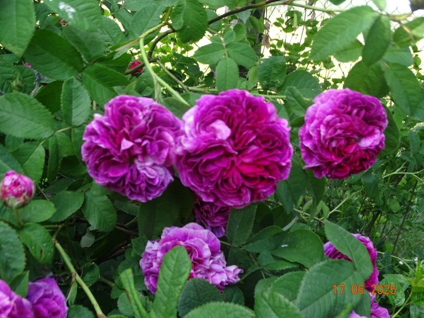  - Trandafiri 2025 2