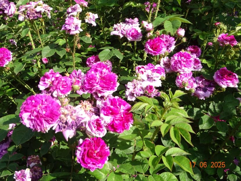  - Trandafiri 2025 2