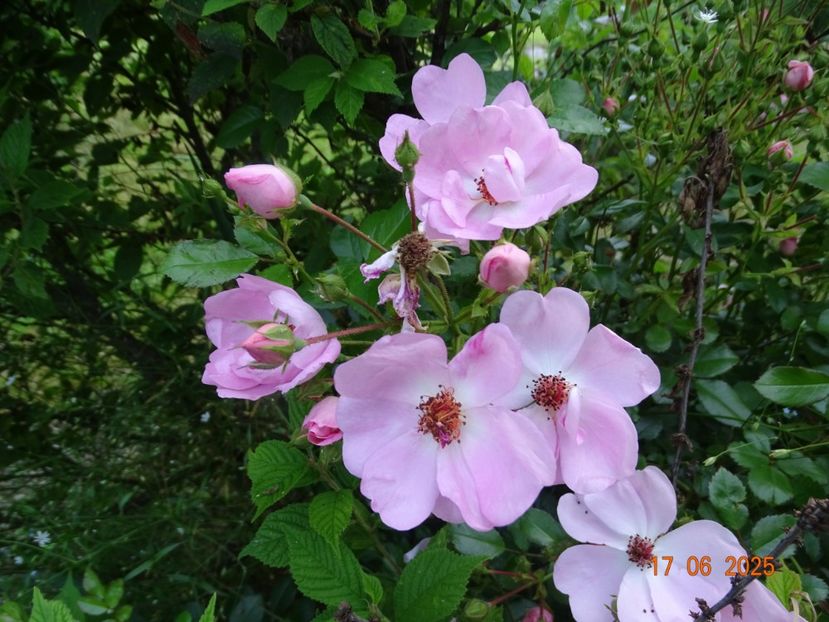  - Trandafiri 2025 2