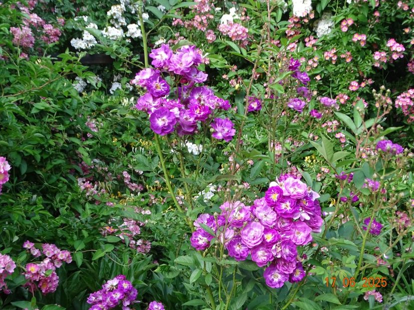  - Trandafiri 2025 2