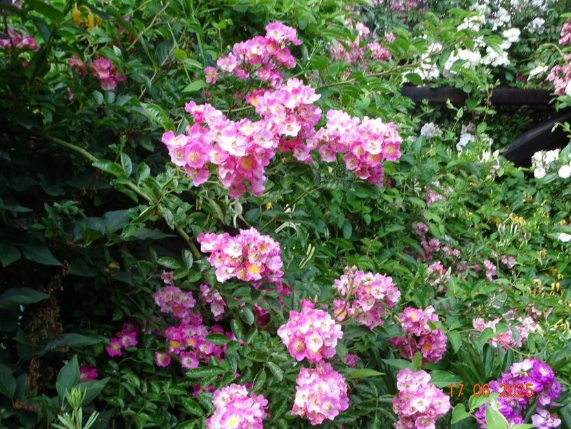  - Trandafiri 2025 2