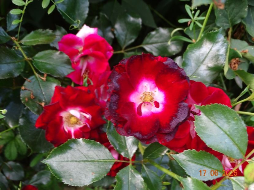  - Trandafiri 2025 2