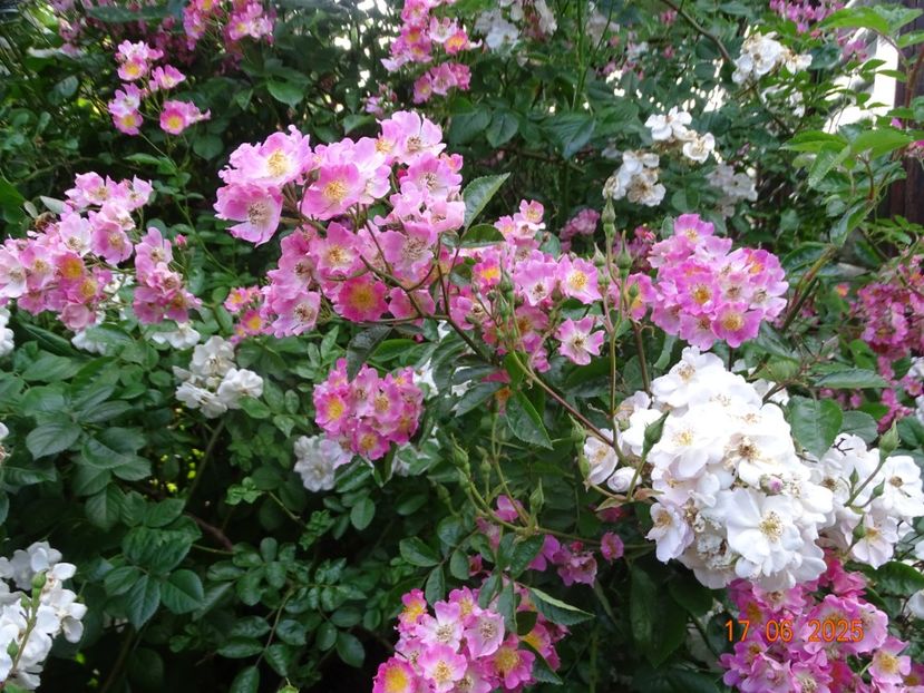  - Trandafiri 2025 2