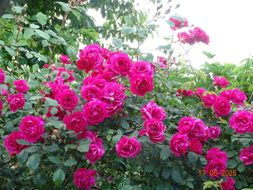  - Trandafiri 2025 2