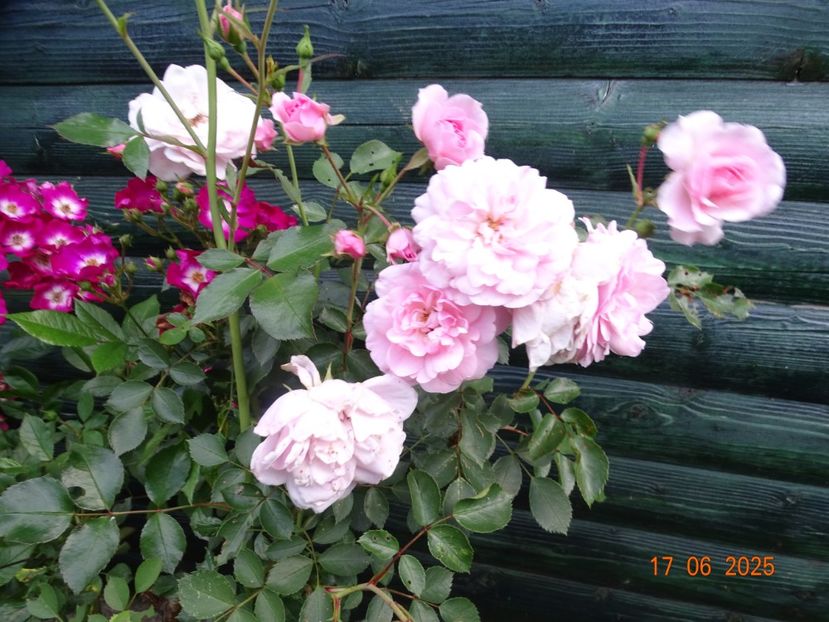  - Trandafiri 2025 2