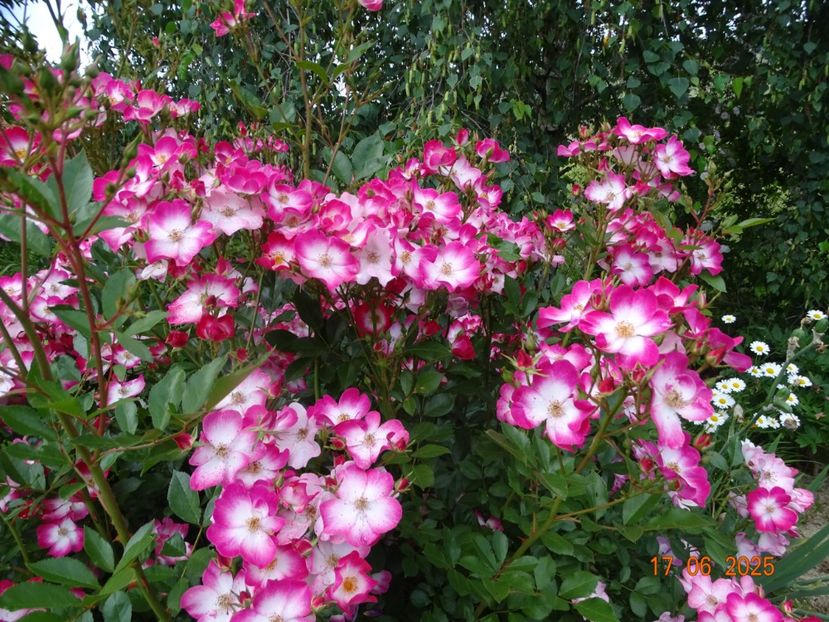  - Trandafiri 2025 2