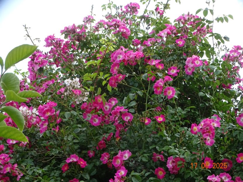  - Trandafiri 2025 2