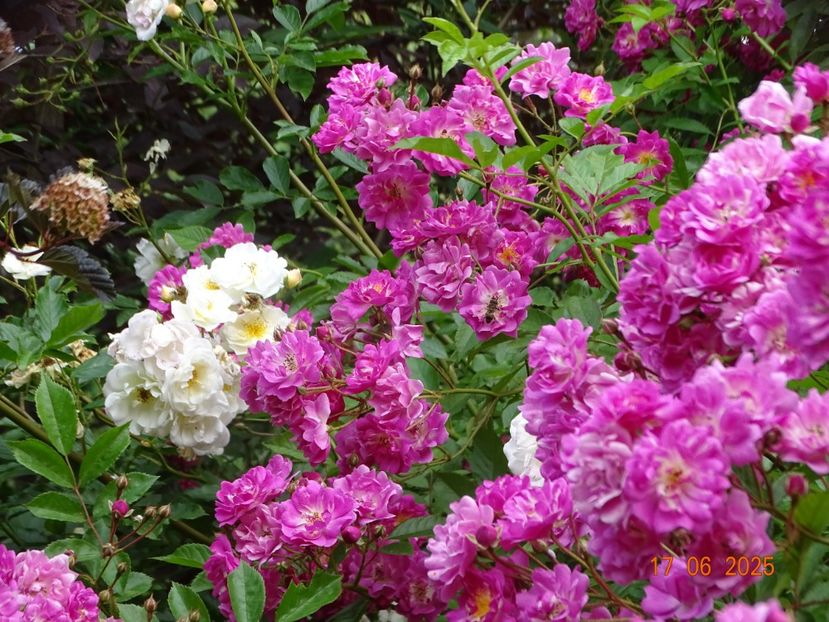  - Trandafiri 2025 2