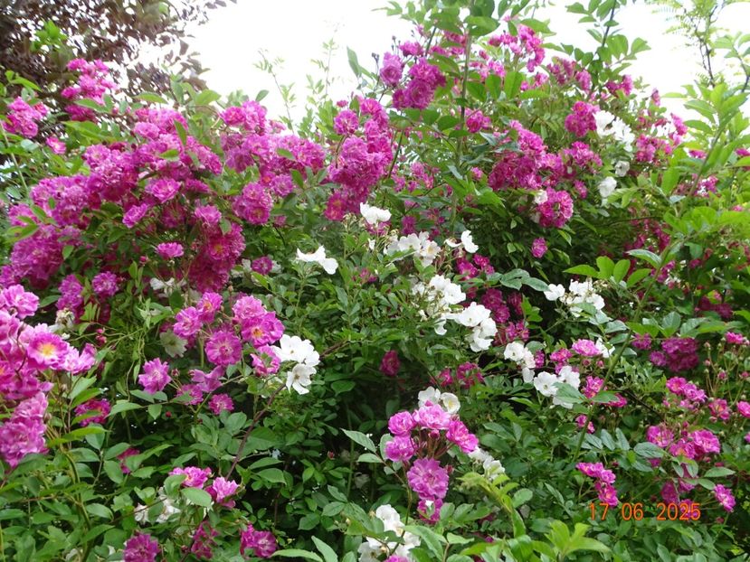  - Trandafiri 2025 2