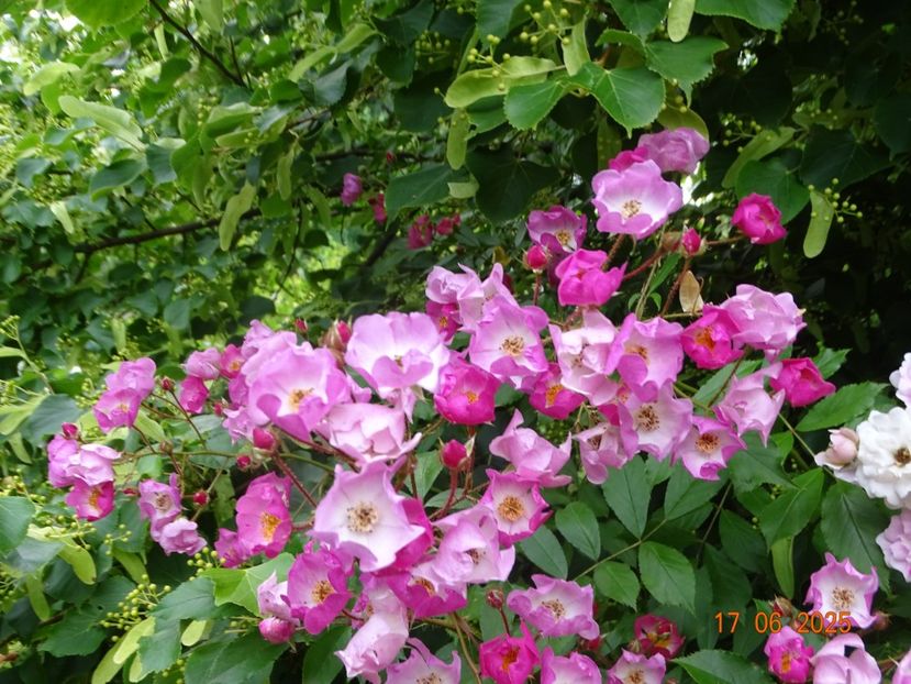  - Trandafiri 2025 2