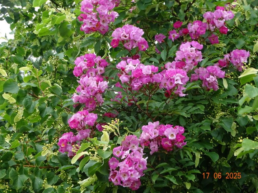  - Trandafiri 2025 2