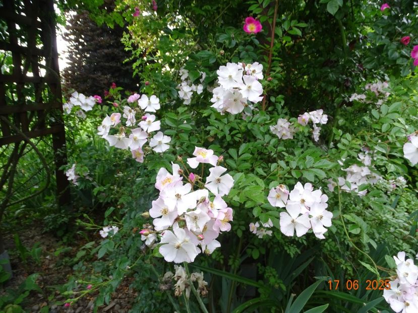  - Trandafiri 2025 2