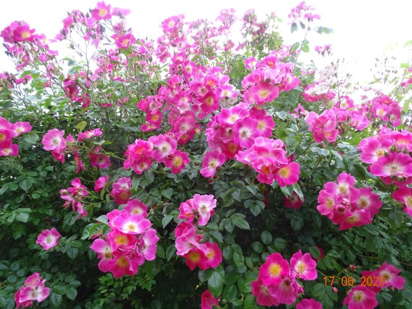  - Trandafiri 2025 2
