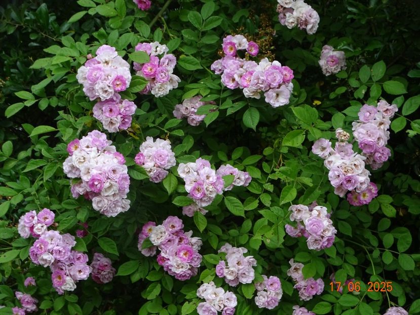  - Trandafiri 2025 2