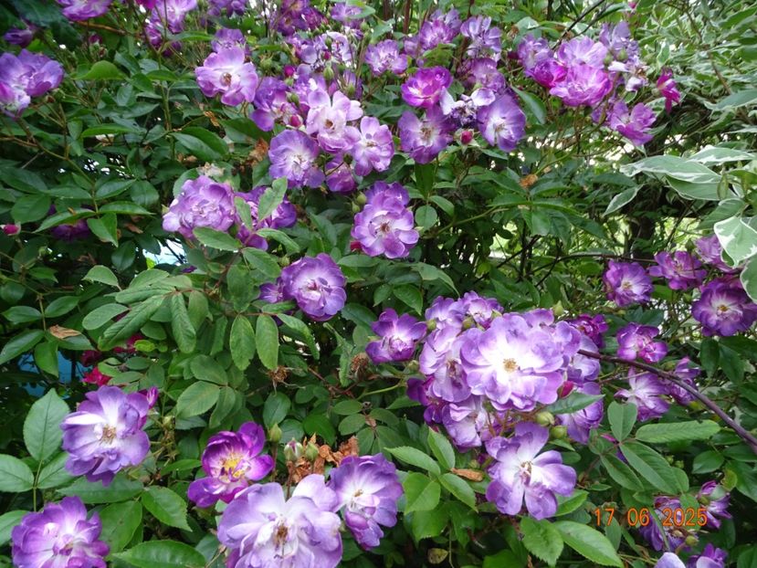  - Trandafiri 2025 2