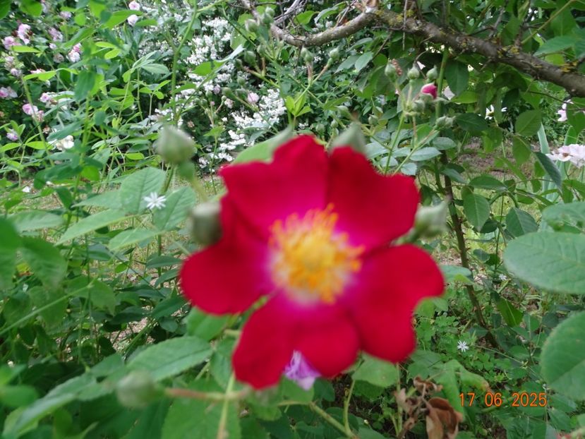  - Trandafiri 2025 2