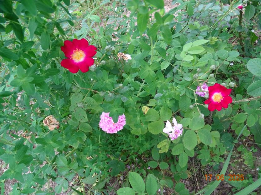  - Trandafiri 2025 2