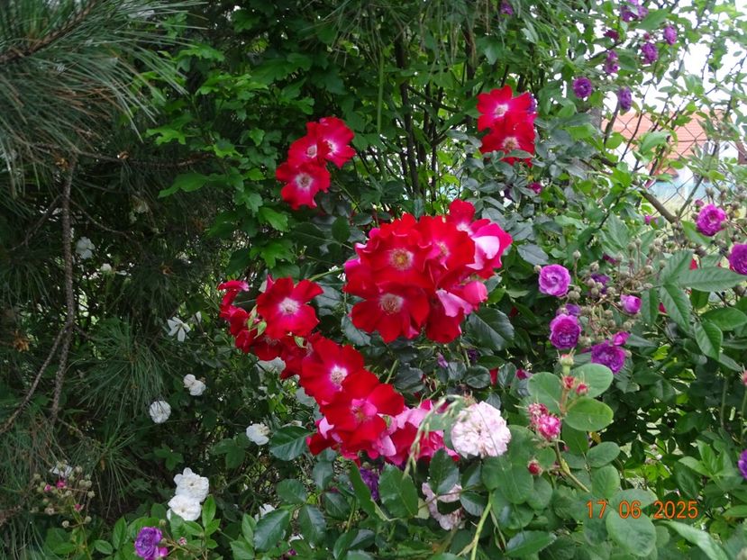  - Trandafiri 2025 2