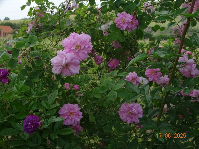  - Trandafiri 2025 2