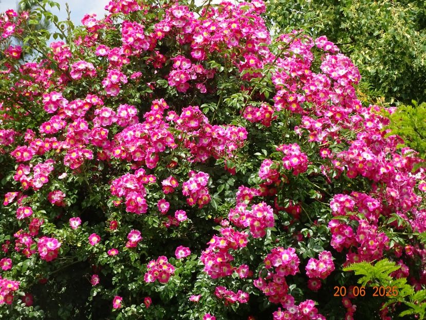  - Trandafiri 2025 2
