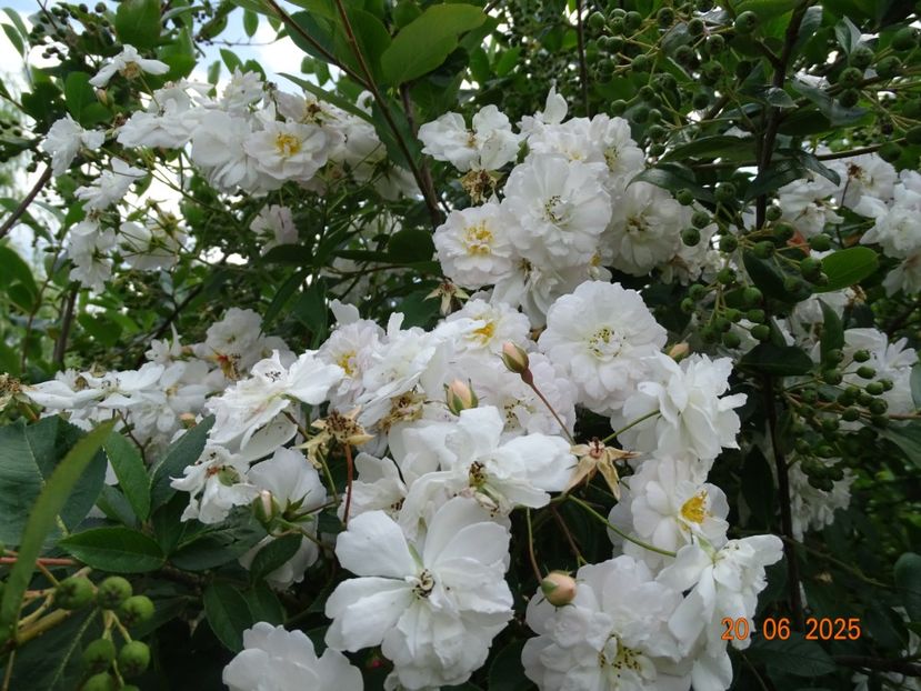  - Trandafiri 2025 2
