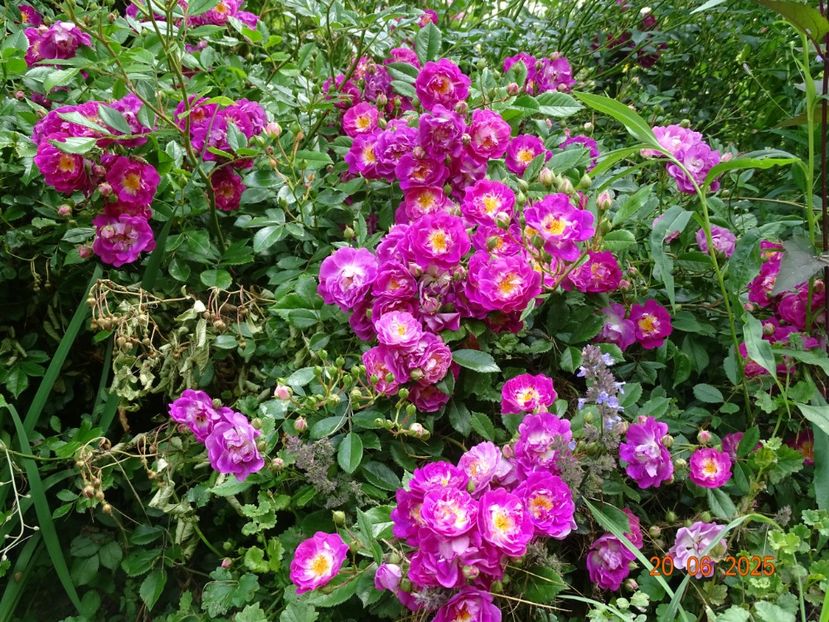  - Trandafiri 2025 2