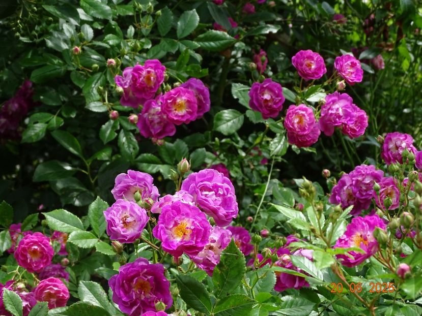  - Trandafiri 2025 2