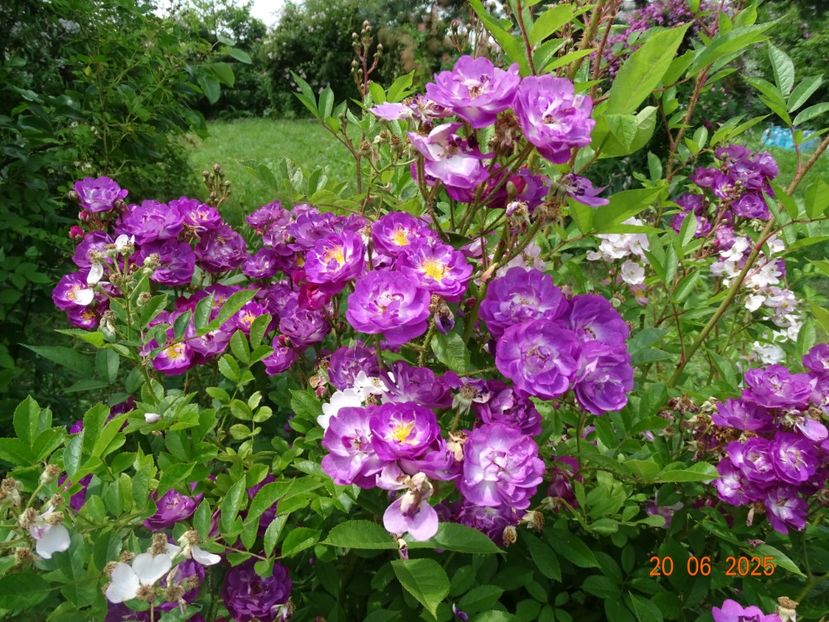  - Trandafiri 2025 2