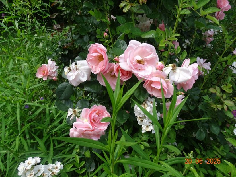  - Trandafiri 2025 2