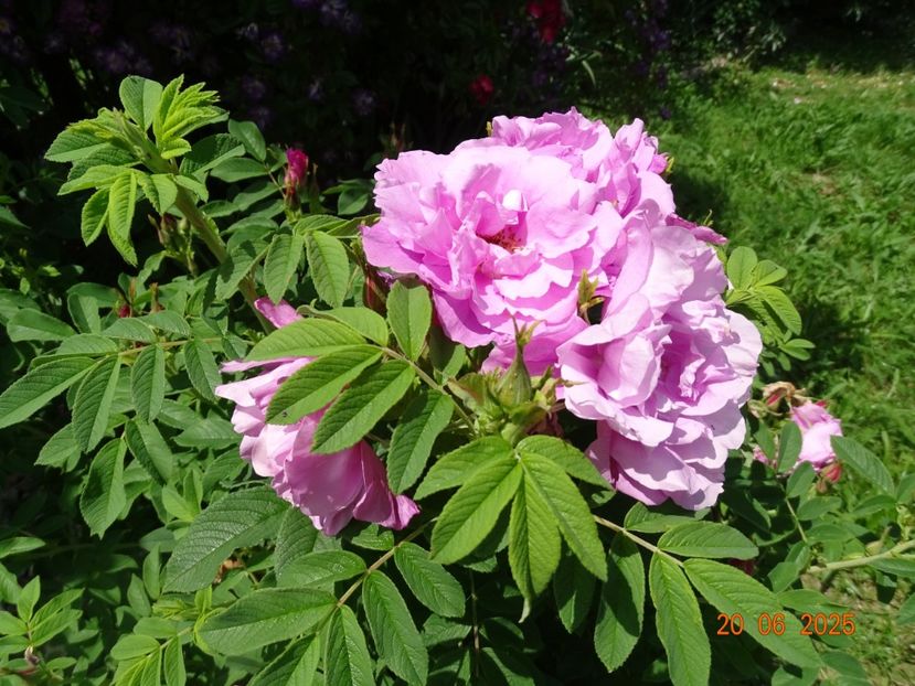  - Trandafiri 2025 2
