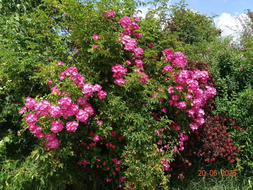  - Trandafiri 2025 2