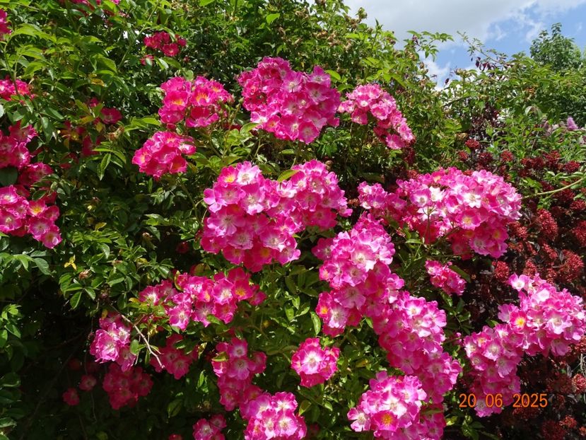  - Trandafiri 2025 2