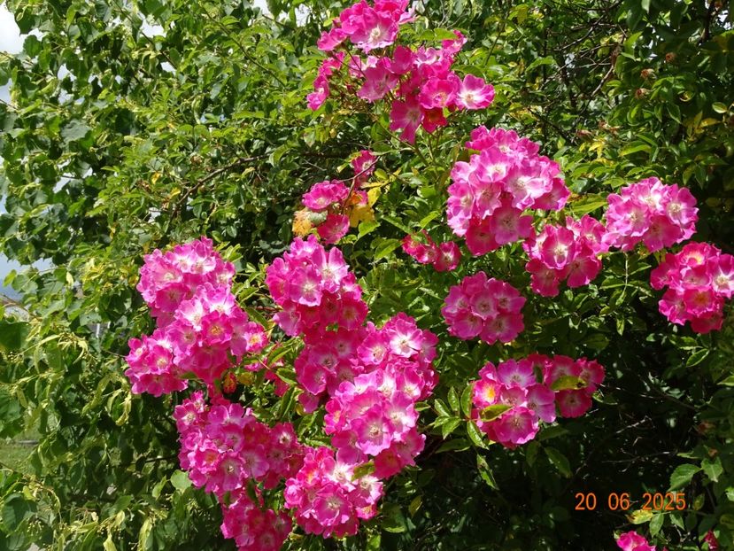  - Trandafiri 2025 3
